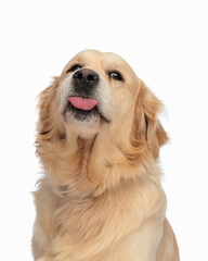 adorable golden retriever dog looking up and sticking out tongue