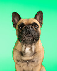 beautiful french bulldog puppy looking forward and sitting
