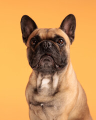 beautiful french bulldog dog looking forward and sitting on orange background