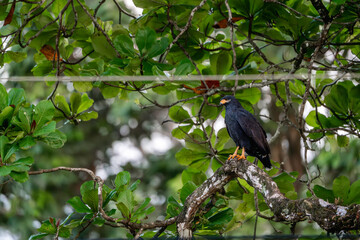 common black hawk sitting in a tree