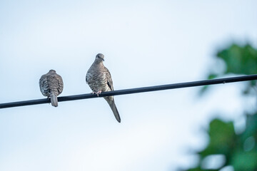 cute little pigeons sitting on a wire