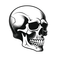 Vintage human skull vector on white background with hand drawn skull silhouette