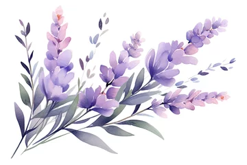 Fototapeten Watercolor purple lavender flower bunch vector on white background © SaroStock