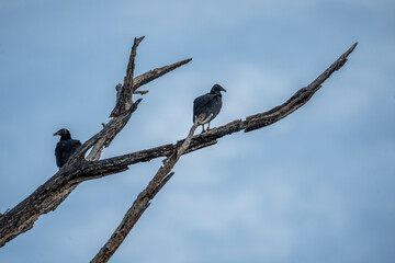 black vulture sitting in costa rica