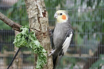 Closeup of a yellow and grey Cockatiel eating kale on the branch