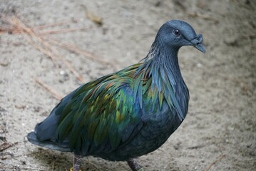 Closeup of a beautiful Nicobar Pigeon walking on the ground
