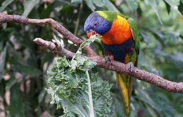 Closeup of a colorful lorikeet eating kale on the branch