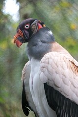 Close up of a King Vulture, also known with scientific name Sarcoramphus Papa
