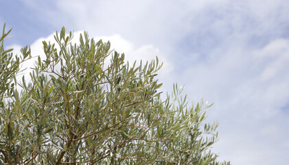 Olive tree with blue sky