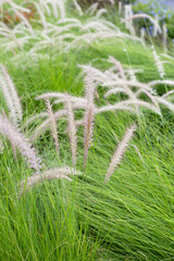 Fountain grass or pennisetum alopecuroides