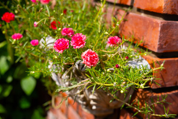 Portulaca grandiflora plant with flower in the garden