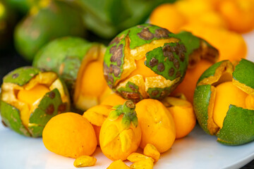Typical ripe pequi fruit (caryocar brasiliense) in fine details and selective focus. Typical fruit from the Brazilian cerrado bioama.