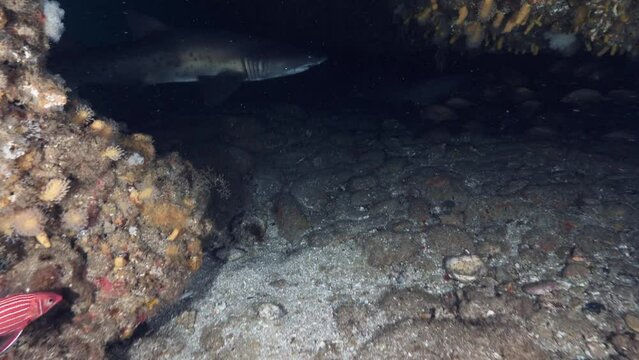 Raggies or Sand Tiger Sharks from South Africa
Filmed at Aliwal Shoal and Protea Banks