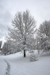 Fototapeta premium Winter Landscape of South Park in city of Sofia, Bulgaria