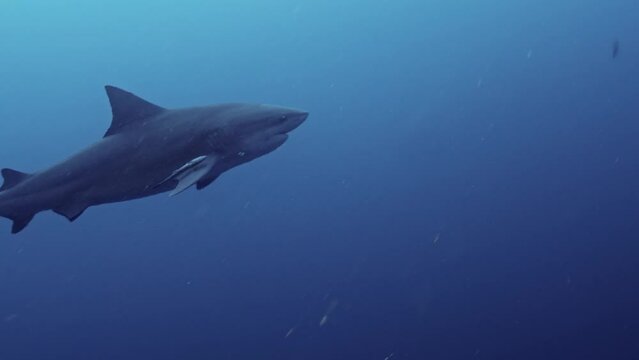 Bull Sharks from South Africa
Filmed at Aliwal Shoal and Protea Banks