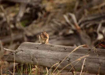 Lesser Chipmunk