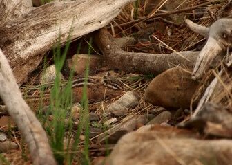 Obraz premium Camo Chipmunk