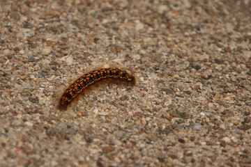 Close up Caterpillar