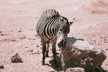 Fototapeta na wymiar Common Zebra (Equus quagga) rubbing it's head on a boulder on the crater floor in the Ngorongoro crater Conservation Area, Tanzania