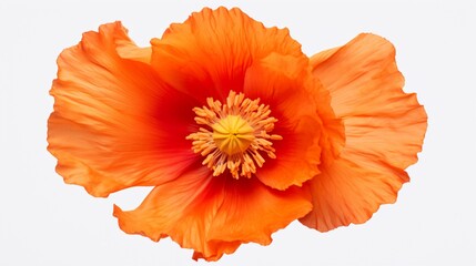 A close-up of a vibrant orange poppy on a clean white background, ideal for text overlay. - obrazy, fototapety, plakaty