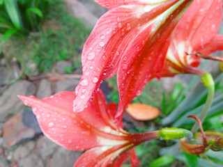 dew on orange flowers or amaryllis. close up. natural background.

