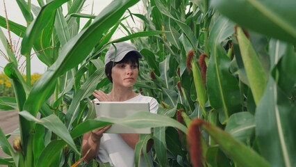 Woman farmer with digital tablet works in corn field. Farmer business woman in corn field, uses tablet computer. Modern digital technologies in agriculture, business. Harvest in field in autumn, food