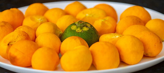 Typical ripe pequi fruit (caryocar brasiliense) in fine details and selective focus. Typical fruit from the Brazilian cerrado bioama.