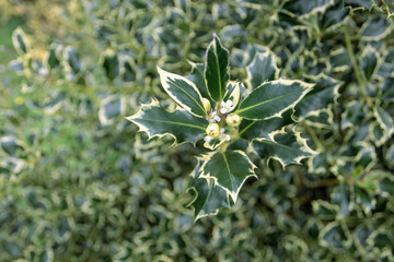 Ilex aquifolium or holly variegated plant with flowers and unripe fruits.