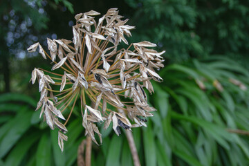 Agapanthus praecox or blue lily or lily of the Nile or African lily fruits and seeds. - obrazy, fototapety, plakaty