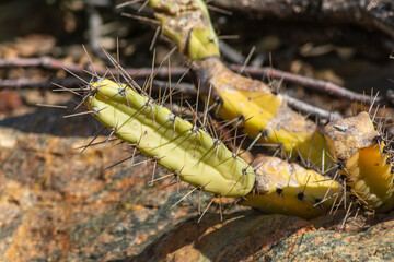 A yellow cactus with thorns on the ground.