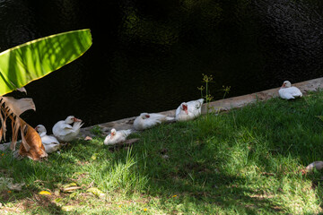 A family of ducks on the bank of a dark river on a winter day.