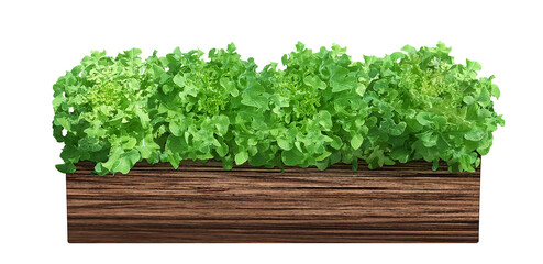 Organic lettuce plants in a wooden pot Isolated on a white background