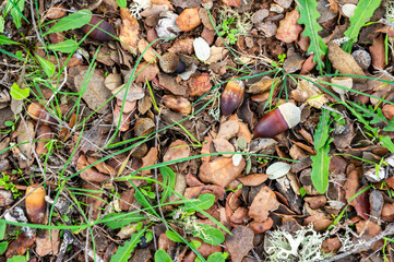 Autumnal Texture: Detail of the Ground in the Dehesa, Carpeted with Leaves and Precious Acorns.