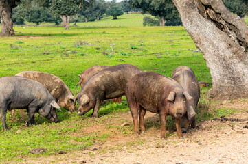 Rural Encounter: Group of 6 Iberian Pigs Surrounding the Stump of an Oak in a Serene Landscape.