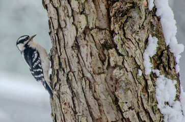 downy woodpecker on tree