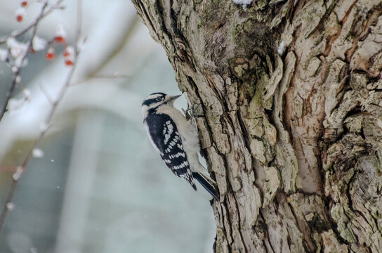 downy woodpecker