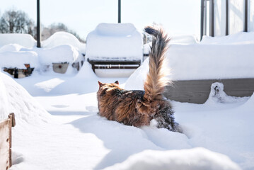Curious cat walking in snow on balcony or patio. Back view of cute fluffy cat exploring the soft...