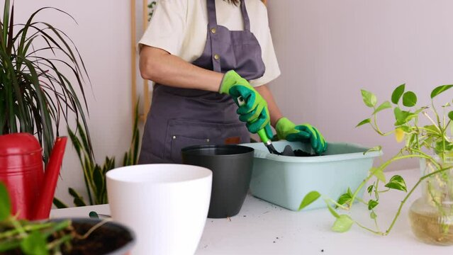 Close up view of young adult woman planting some cuttings of golden pothos or Epipremnum aureum at home. Hobbies and domestic lifestyle concept.