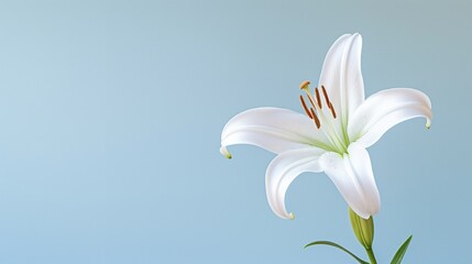 Fototapeta na wymiar A pristine white lily with a soft gradient background, providing room for text overlay.