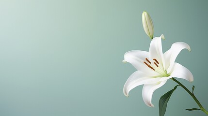 A pristine white lily with an uncluttered background, suitable for text addition.