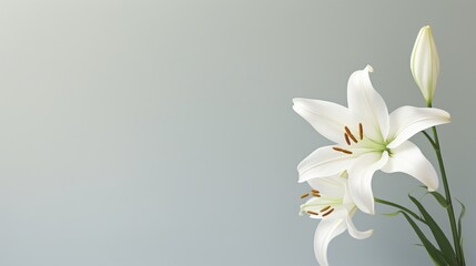 Fototapeta na wymiar A pristine white lily with an uncluttered background, suitable for text addition.