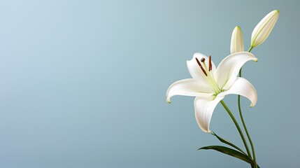Fototapeta na wymiar A pristine white lily with an uncluttered background, suitable for text addition.