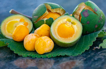 Typical ripe pequi fruit (caryocar brasiliense) in fine details and selective focus. Typical fruit of the Brazilian cerrado bioama.