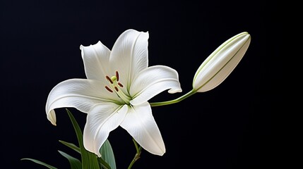 A pristine white lily with an uncluttered background, perfect for text overlay.