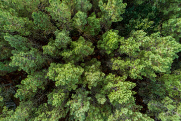 aerial drone view of a pine forest at sunset