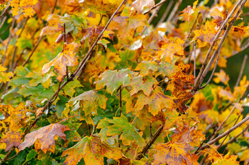 autumn leaves on the branches of a maple tree
