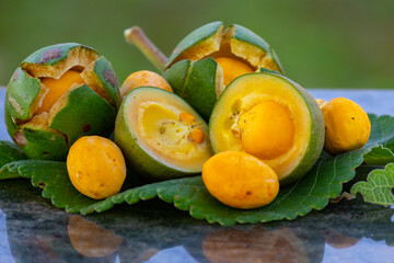 Typical ripe pequi fruit (caryocar brasiliense) in fine details and selective focus. Typical fruit of the Brazilian cerrado bioama.