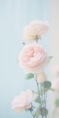 Obraz na płótnie Canvas Flowers roses soft pastel color background. Beautiful composition. Valentine's Day, Easter, Birthday, Happy Women's Day, Mother's Day. Holiday poster and banner