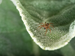Pardosa milvina