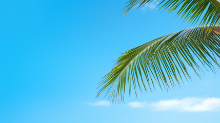 Background sky,Bright Pastel color blue With coconut leaves